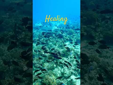 그냥 보세요😘#더잘난 #travel #번개맨 #diving #underwater #<strong>healing</strong> #<strong>fish</strong> #다이빙