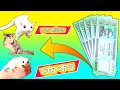 Sugar Glider Price In Bangladesh 2025 সুগার গ্লাইডার এর দাম বাংলাদেশ ২০২৫