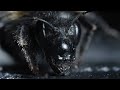 How Insect Species Adapt To Survive In The Wild (4K Documentary)