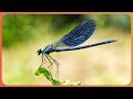 How Insect Species Adapt To Survive In The Wild 4K Documentary 