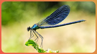 How Insect Species Adapt To Survive In The Wild (4K Documentary)