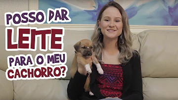 Qual leite pode dar para cachorro?