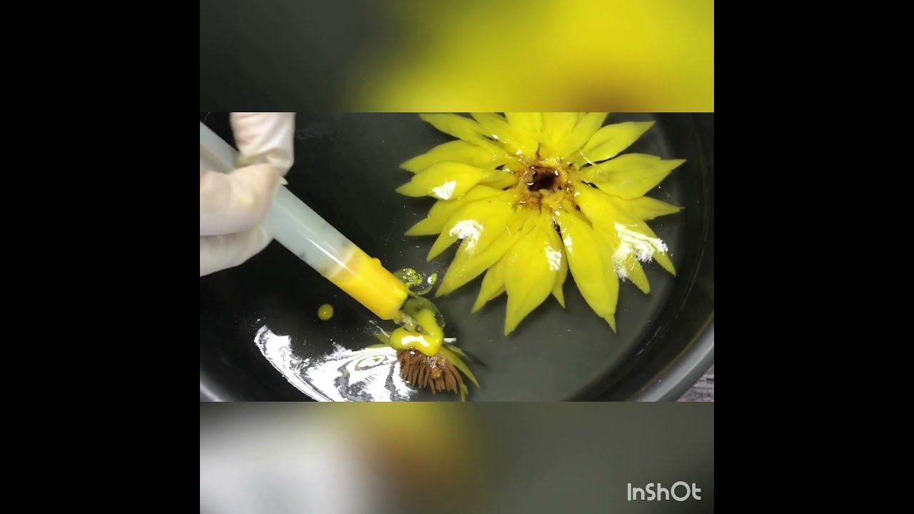 阮清水 立體果凍花  教做太陽花   Jelly 3D râu câu 3D hoa mặt trời