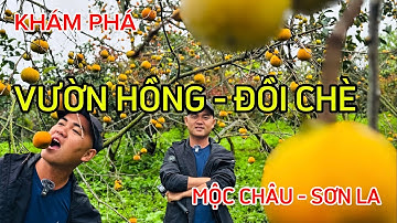 Vườn Hồng  Mộc Châu Vào mùa Đẹp Nhất | Ngắm Đồi Chè Trái Tim | Chia Sẽ và Hướng Dẫn Chi Tiết 