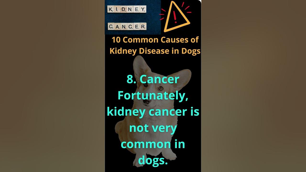 08-10-common-causes-of-kidney-disease-in-dogs-shorts-youtube
