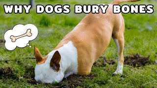 The Real Reason Dogs Bury Bones (It’s More Than You Think!) Wealth