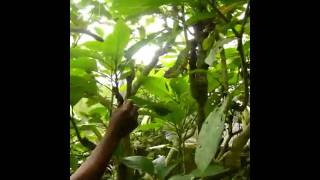 Chameleon Eating Grashopper