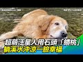 用石頭「饋桃」！黃金獵犬躺溪水沖涼　滿臉幸福萌翻網｜三立新聞網SETN.com