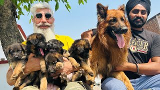 German shepherd ke puppies ki baarish ❤puppy hi puppy{Gill dog kennel}@Gilldogkennel1313 #dogs