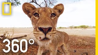 Lions 360° | National Geographic screenshot 2