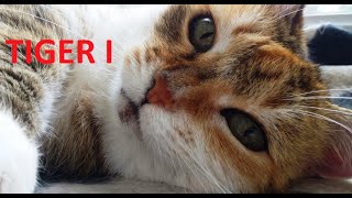 картинка: TIGER из картона ,(башня) 1/72