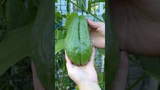 Chayote or labu Siam squash as big as a palm?! Watch this satisfying harvest! 😲👇