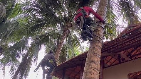 Cưa  hai  cây  dừa  nghiêng  vào  nhà  