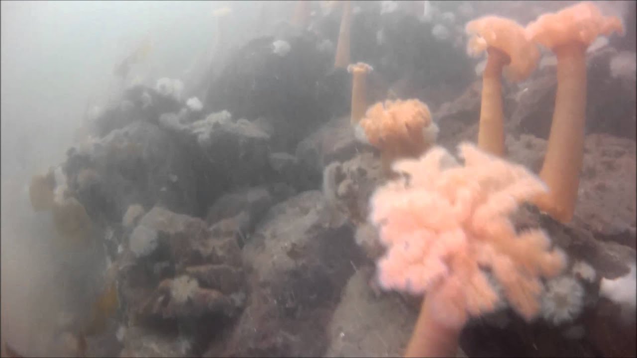 Scuba Diving - Langley Tire Reef