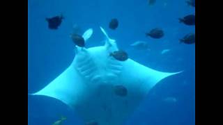 Manta Ray Behavior 1