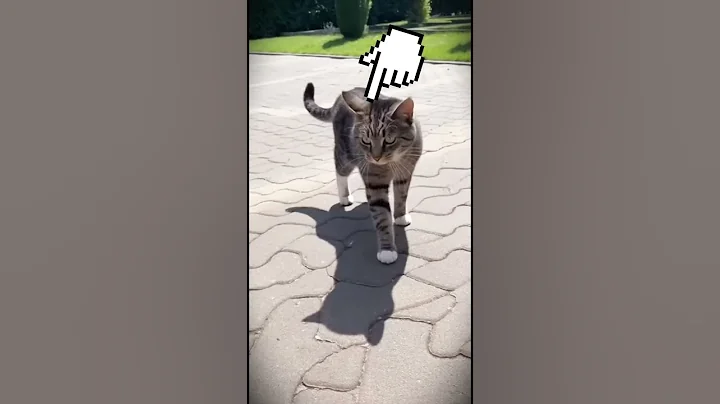 Video 11327331: serval, cat animals wildlife