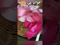Sewing خیاطی Funny دوخت Fashion Romance Of A Tailor عاشقانه های یک خیاط 