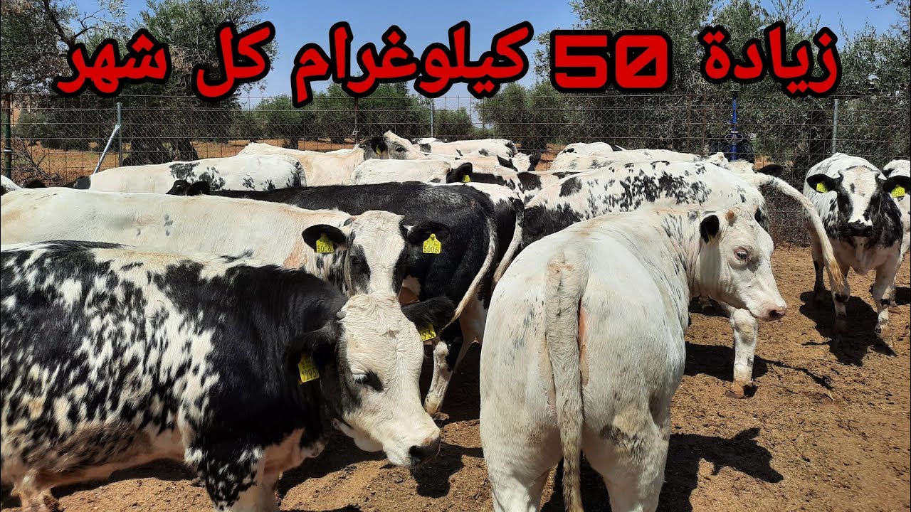 بعنا العجلات بعد اربعة اشهر تسمين ادخل تعرف وزنهم والثمن لتباعو به