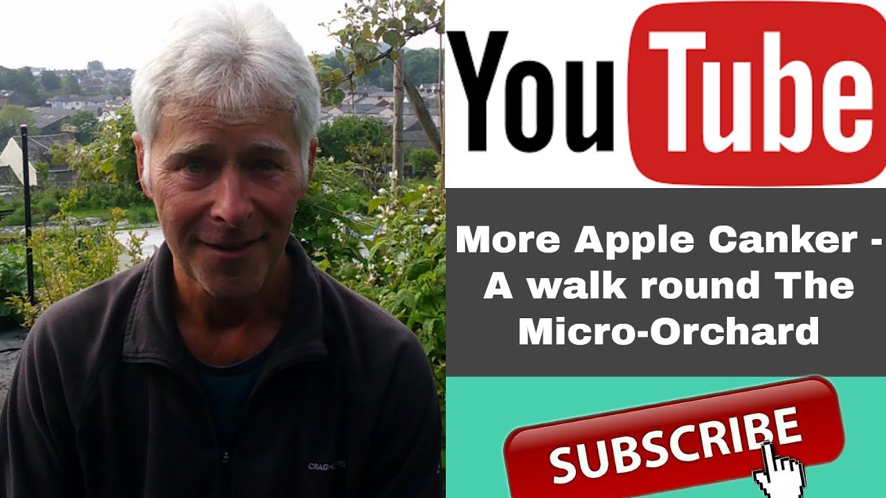 More apple canker| a walk round the Micro-orchard| Fruit Growing| Diseases of Fruit Trees| June Drop