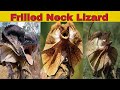 Frilled neck lizard  frilled dragon  general facts destination amazing facts