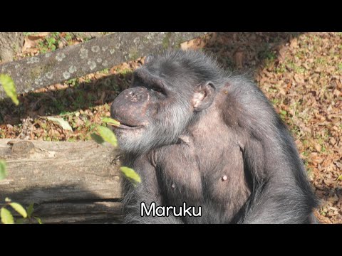 Maruku's World Kumamoto City Zoo, Chimpanzee, 202601 - YouTube