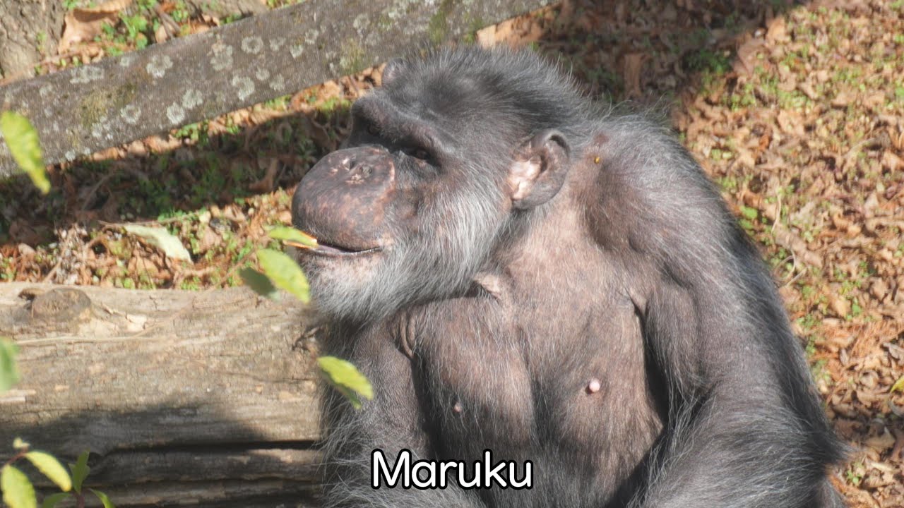 Maruku's World Kumamoto City Zoo, Chimpanzee, 202601 - YouTube