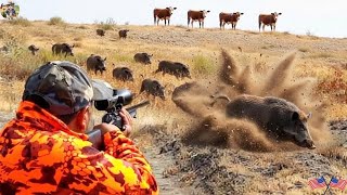 видео: НАШЕСТВИЕ МОНСТРОВЫХ КАБАНОВ! Потрясающие кадры и захватывающая охота — справьтесь с агрессивными... картинка: НАШЕСТВИЕ МОНСТРОВЫХ КАБАНОВ! Потрясающие кадры и захватывающая охота — справьтесь с агрессивными...