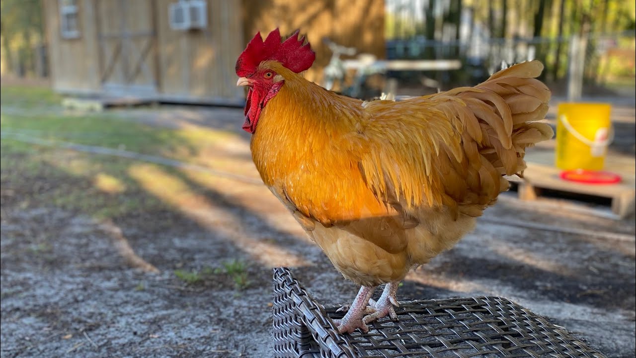 Buff Orpington rooster, crowing. - YouTube