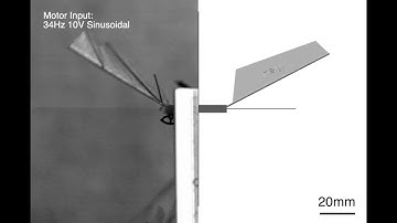 Flappy Hummingbird: An Open Source Dynamic Simulation of Flapping Wing Robots and Animals