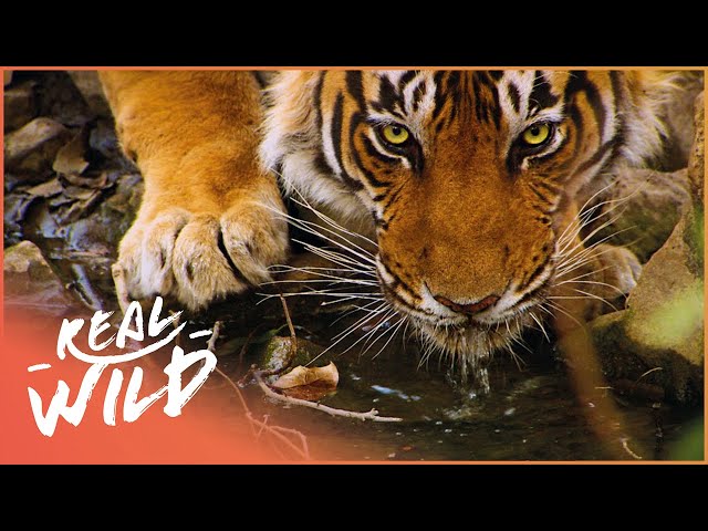 The Truth About One Of The Worlds Most Famous Tigers | Looking For Sultan | Real Wild class=