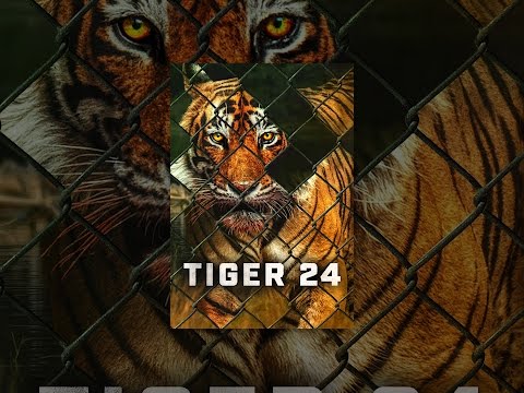Tiger 24