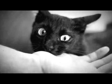 Why do cats bite - YouTube