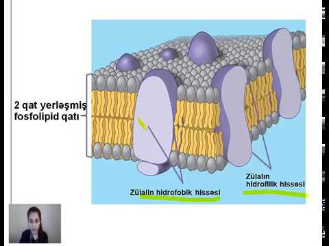 Video: Plazma Membranlarının Quruluşu Və Funksiyası