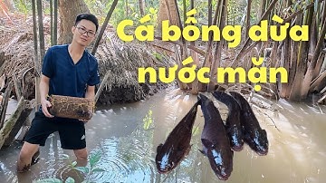 Đặt lợp cá bống dừa, nước mặn vẫn đủ nồi cá bống kho tiêu