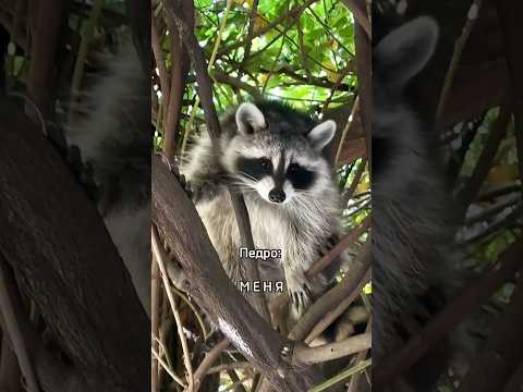 Енот Педро в НЙ🦝 #педро#енот#еноты#енотик#ньюйорк#жизньвсша#животные#прикол#америка#милыеживотные