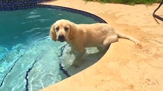 Super Cooper Sunday #8  Cooper Tries Swimming!