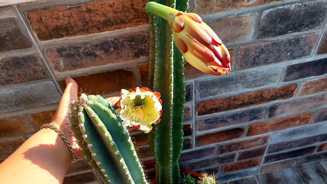 Dev Sütun Kaktüs, Çiçeği, Bakımı, Tüm Detaylar, Ne Zaman Çiçek Açar( Cereus)