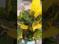 Croton Plant Ki Beautiful Leaves 😍🌱 #shorts