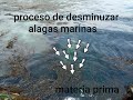 Proceso de desmenuzar algas marinas materia prima