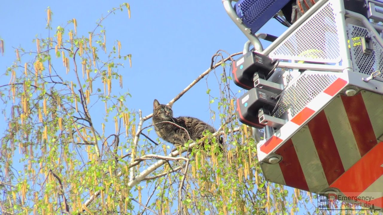 Katze Aus Baum Retten