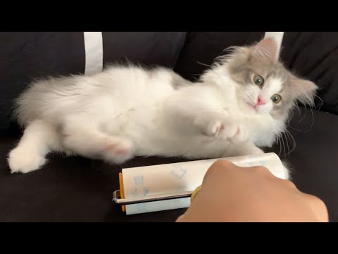 昼寝したい猫VS掃除したい飼い主!!コロコロと戦うロアくんの様子...