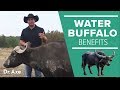 Water Buffalo: The Amazing Animal and Its Milk Cheese Benefits