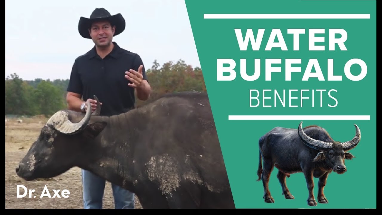 ⁣Water Buffalo: The Amazing Animal and Its Milk Cheese Benefits