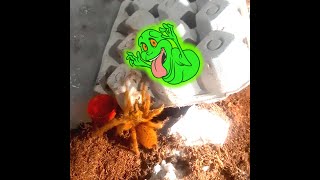 How Tarantulas See The World