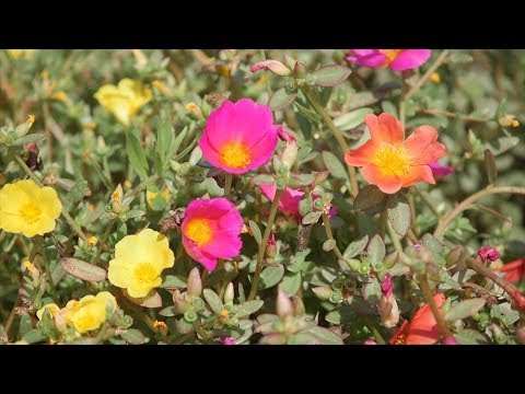 Vídeo: Creeping Zinnia Care Guide - O que é uma planta de Zinnia de folha estreita