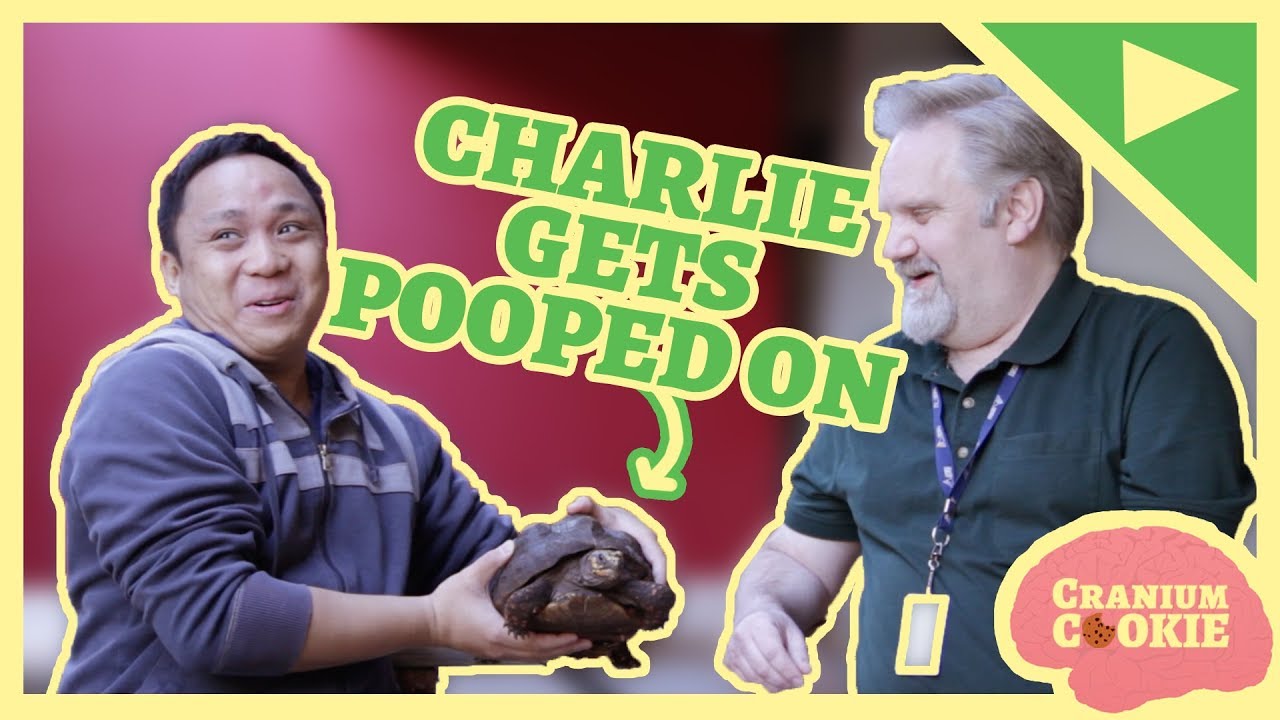 The Tale of The Terrible Tortoise | Cranium Cookie | Shaftesbury Kids