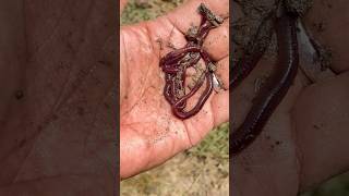 Natural and Organic #earthworm #nature #cultivation #organic #gardening #fertiliser #vermicompost