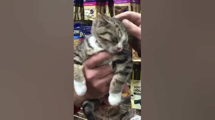 thats a great cat right there - DayDayNews