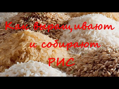 Видео: Как выращивание риса возникло в Индии обсудить?