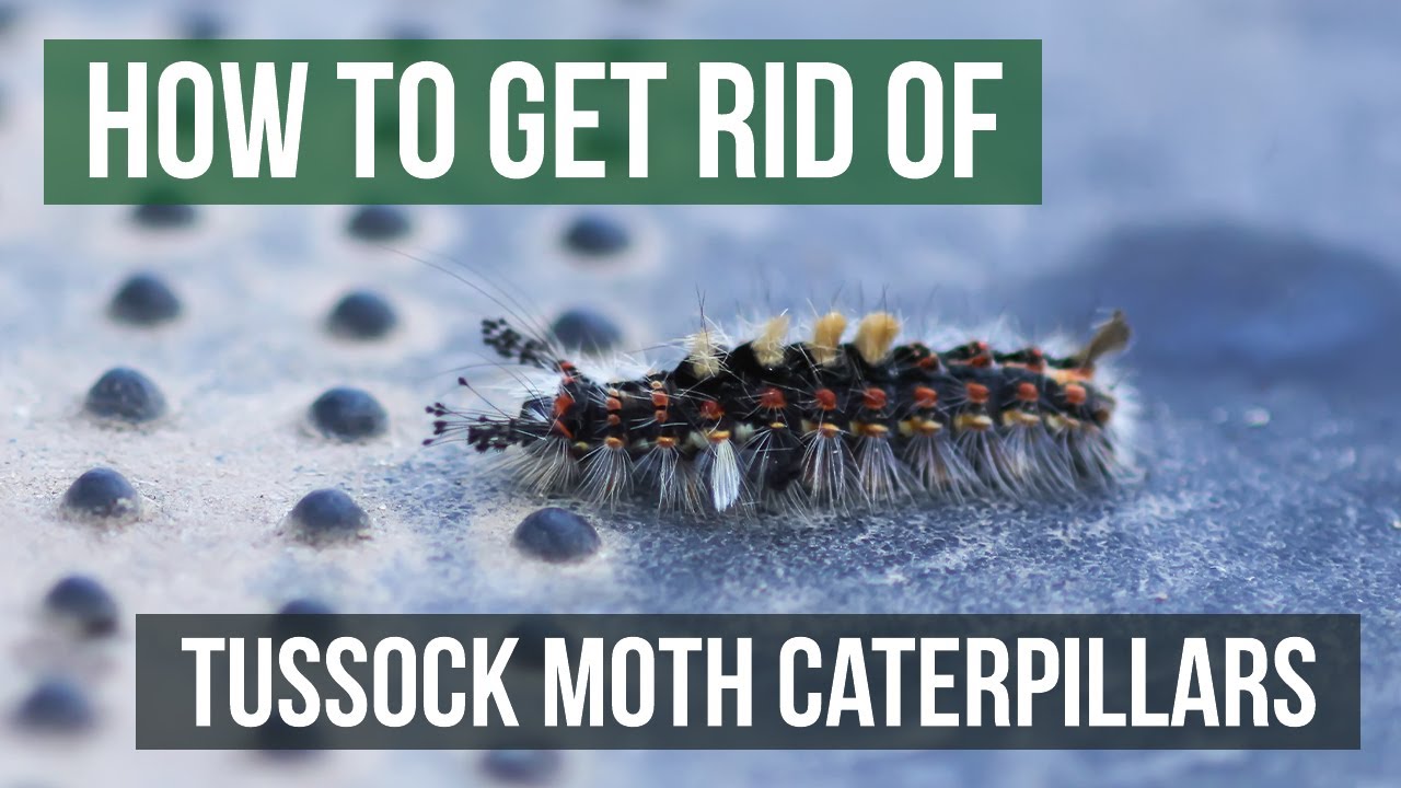 How To Get Rid Of Tussock Moth Caterpillars (4 Easy Steps!)